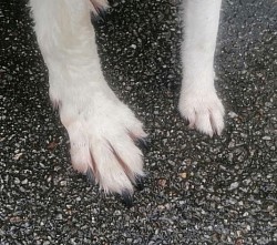 This is why toobs can swim so well - HUGE paws!