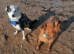 toobs' latest beach pal, pulling a funny face