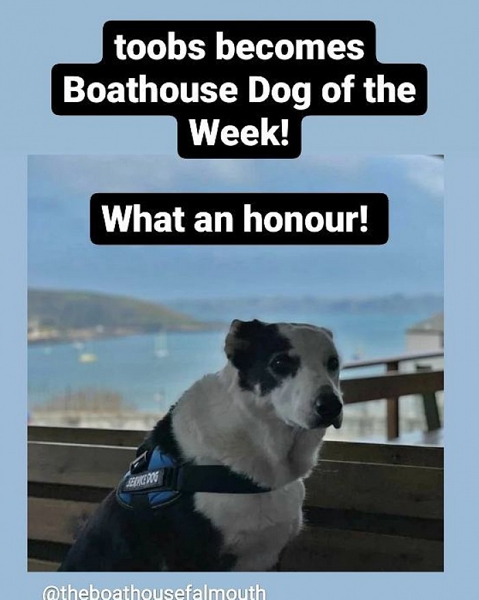 toobs becomes Boathouse Dog of the Week!