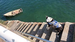 toobs waits patiently while we pump up the new dinghy