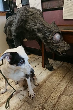 toobs is still not sure if the Black Dog of Cornwall is friend or foe