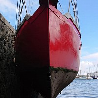 Stray looking large as she dries-out in Falmouth