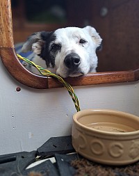 toobs loving her comfy Safety Bed