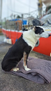 toobs happy to be relaxing on the pontoon